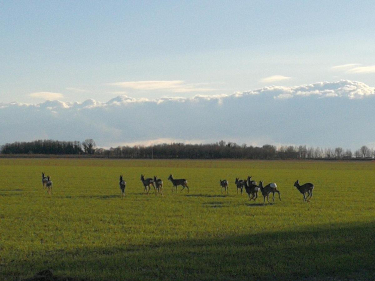 Willa Al Canton Agriturismo Di Design San Michele al Tagliamento Zewnętrze zdjęcie